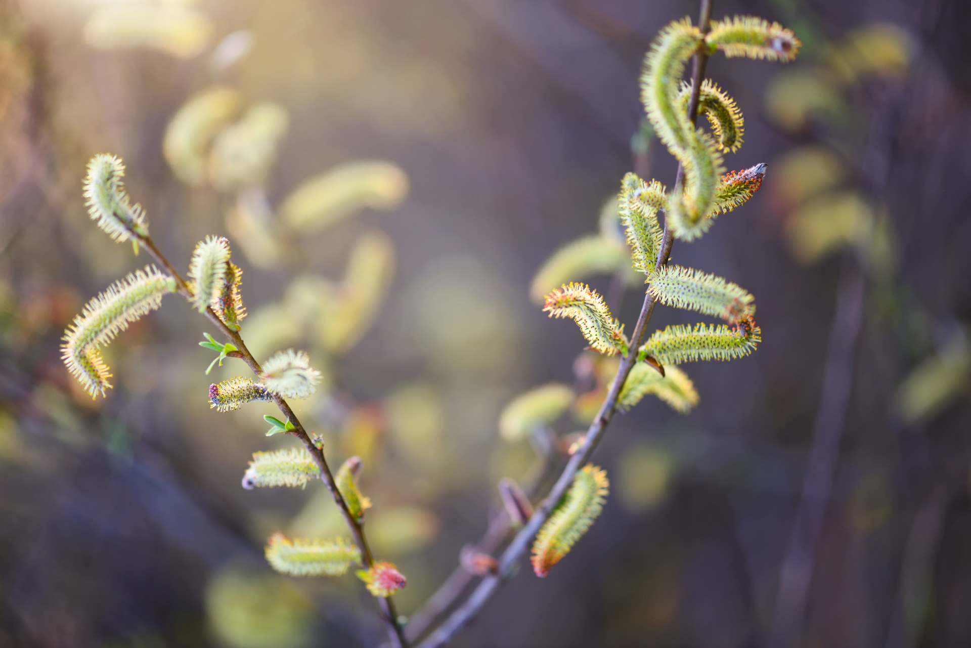 Krzewy najpiękniejsze wiosną