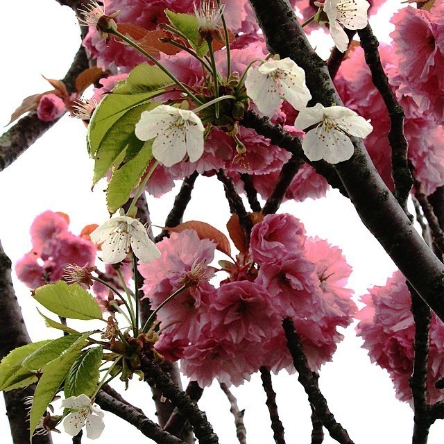Szczepienie drzew i krzewów to świetny sposób na powielanie i uszlachetnianie ulubionych gatunków, więc nie przegap terminu!