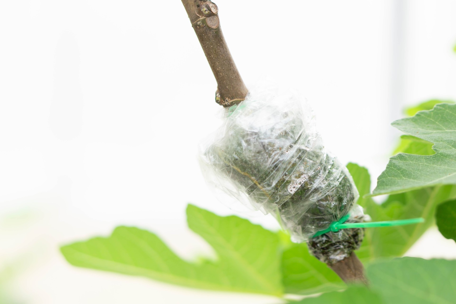 Rozmnażanie roślin przez odkłady powietrzne