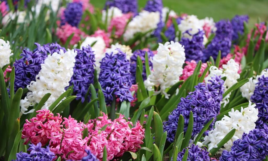 Hiacynty w doniczkach i ogrodzie