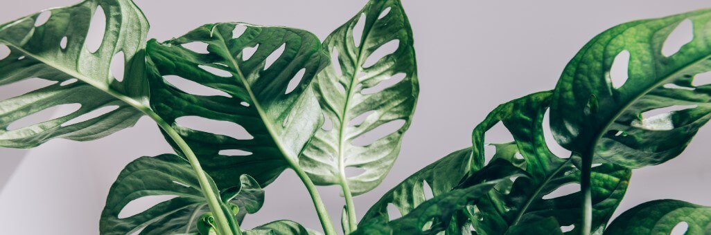 Monstera dziurawa — uprawa w domu.
