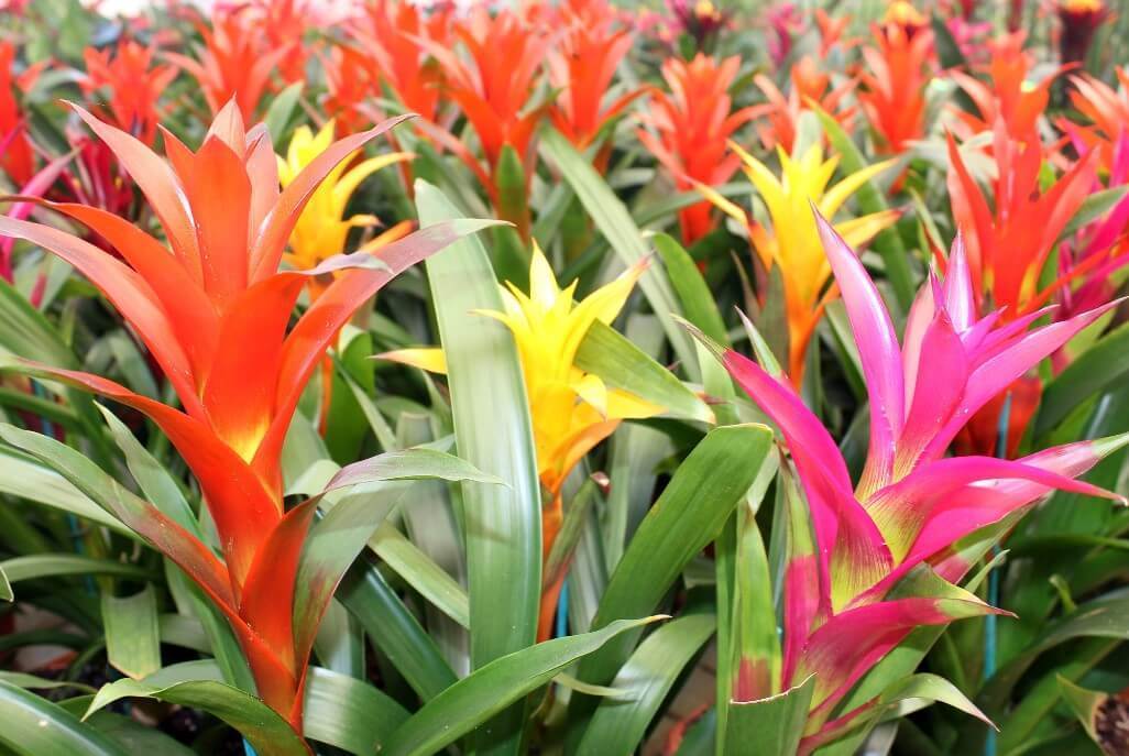 Guzmania — piękny kwiat domowy