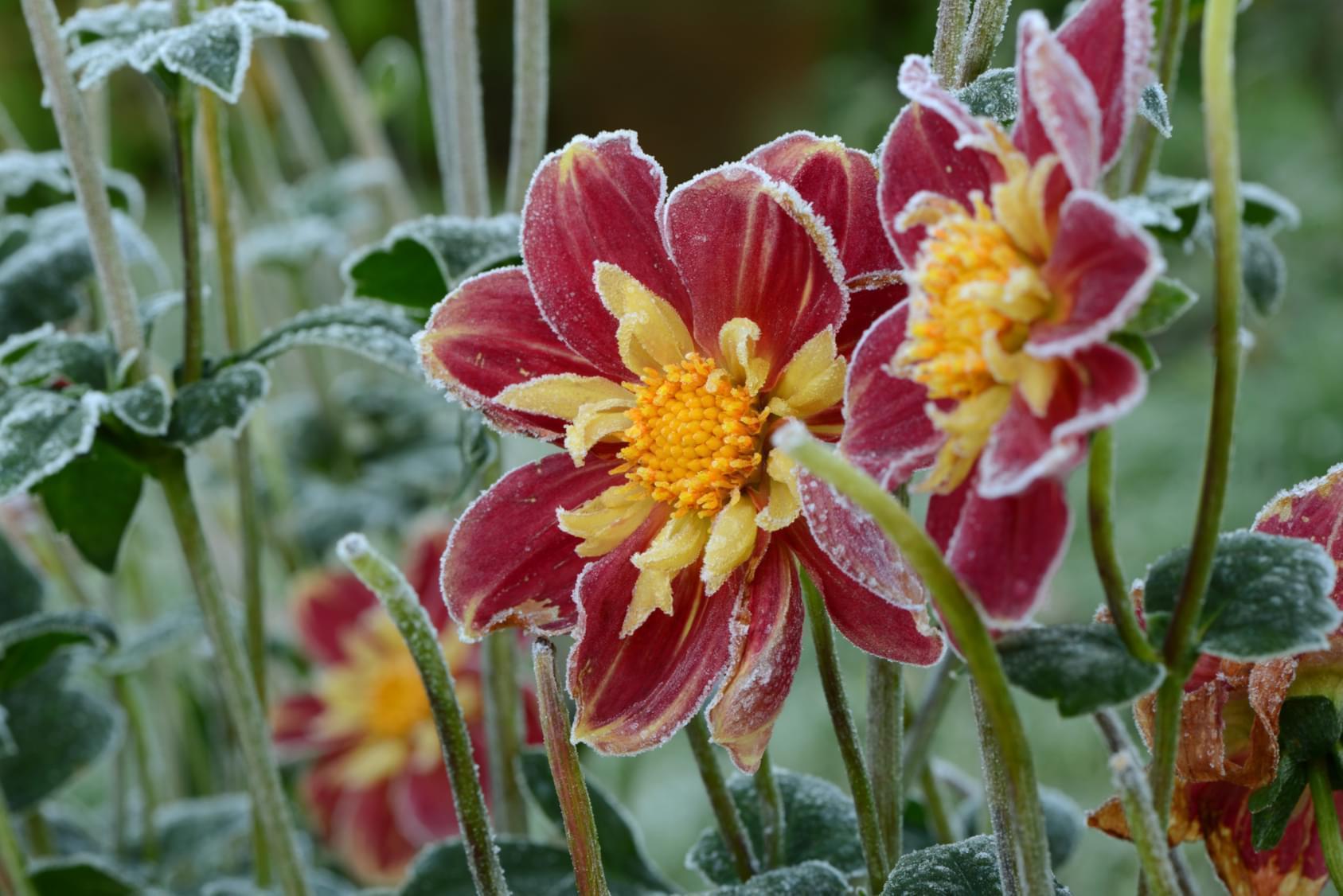 Mroźna wiosna – co zrobić, żeby nie stracić plonów?