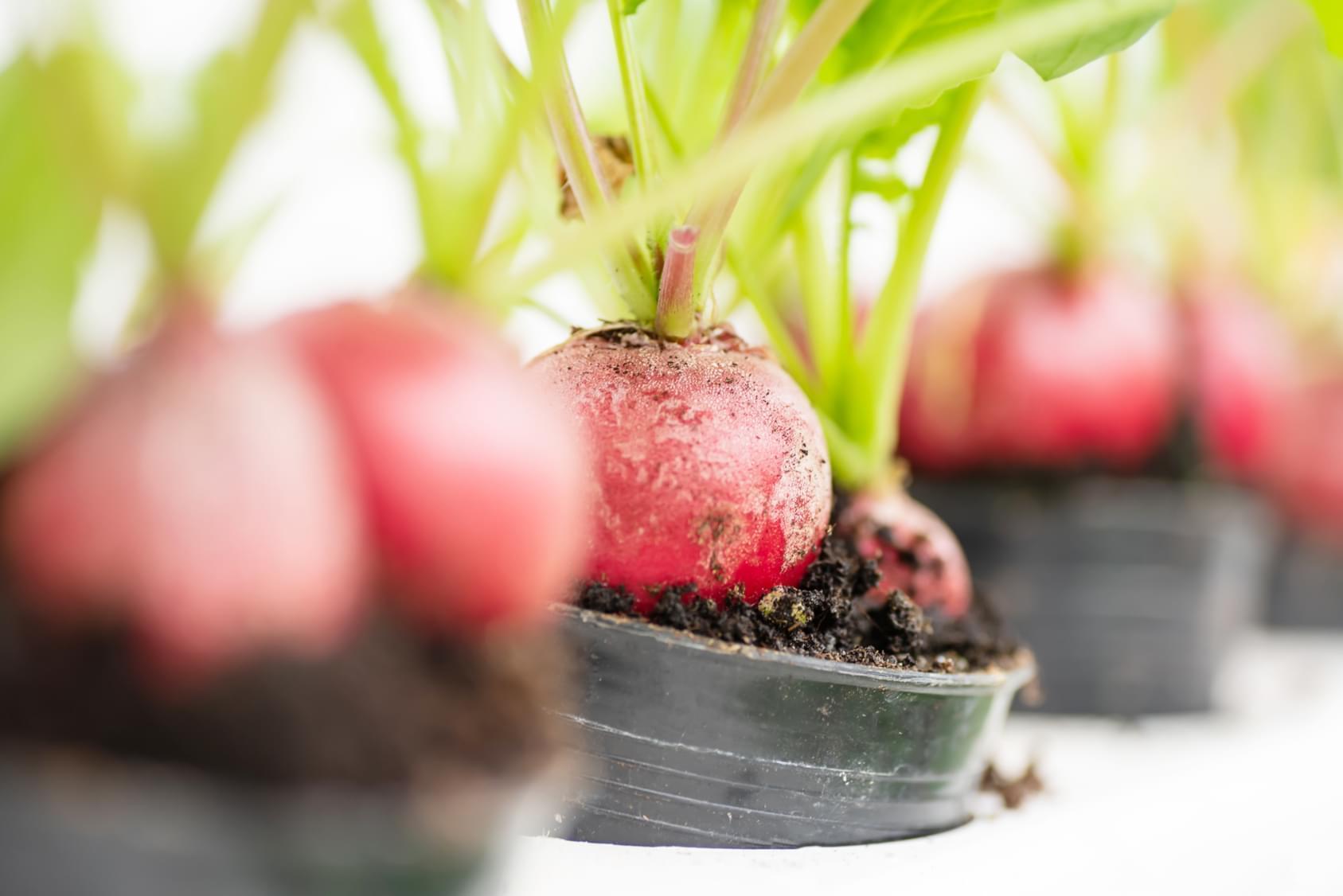 Uprawa warzyw – warzywniak w skrzyniach czy donicach?