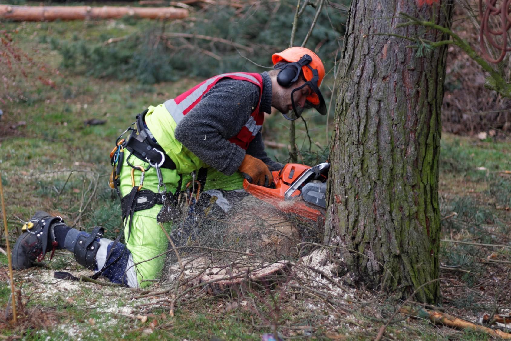 Wycinka drzew przepisy 2017 – czy wszystko nam wolno?