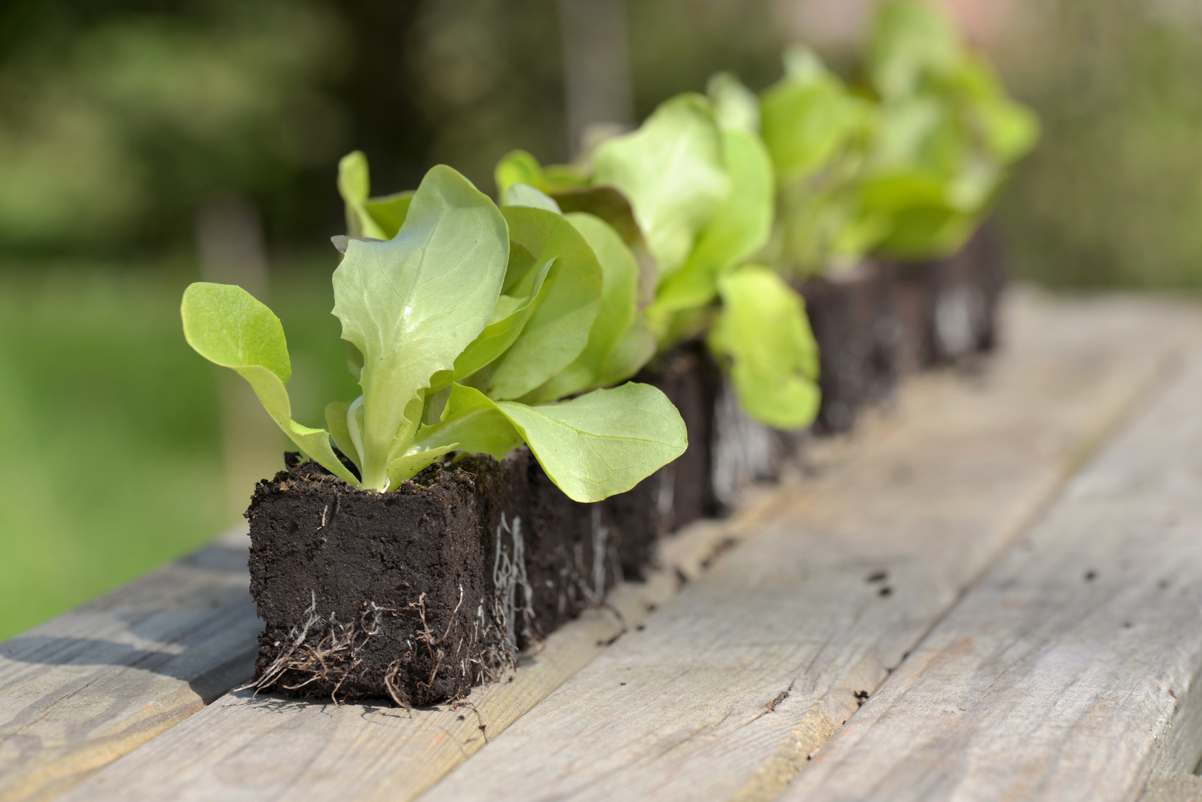 Rozsada sałaty. Prace w przydomowym warzywniku