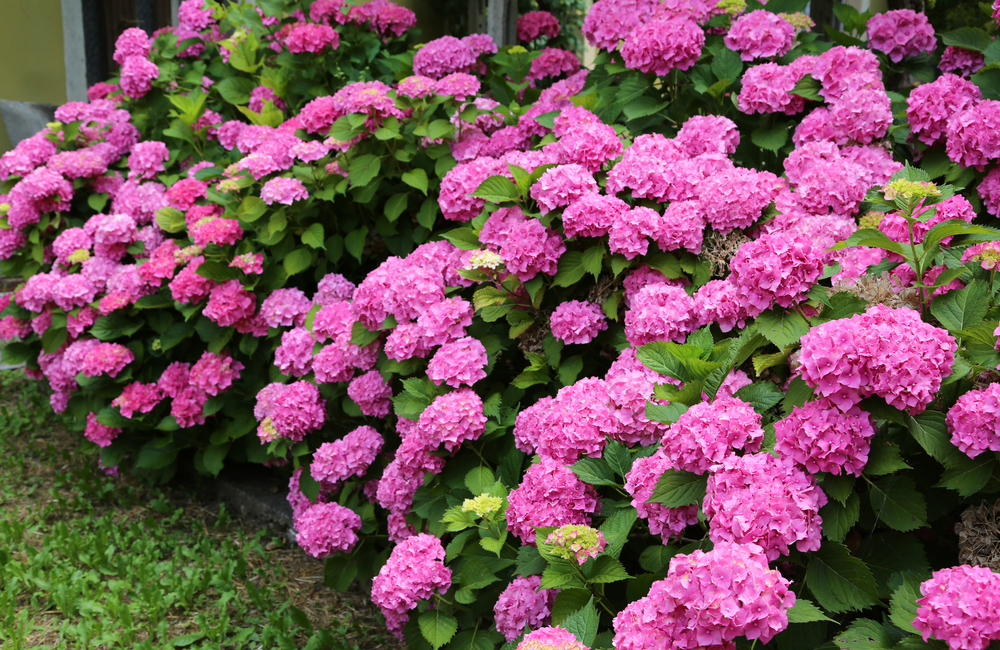 Nowe hortensje bukietowe i ogrodowe – ciekawe kolory, większa odporność na mróz!
