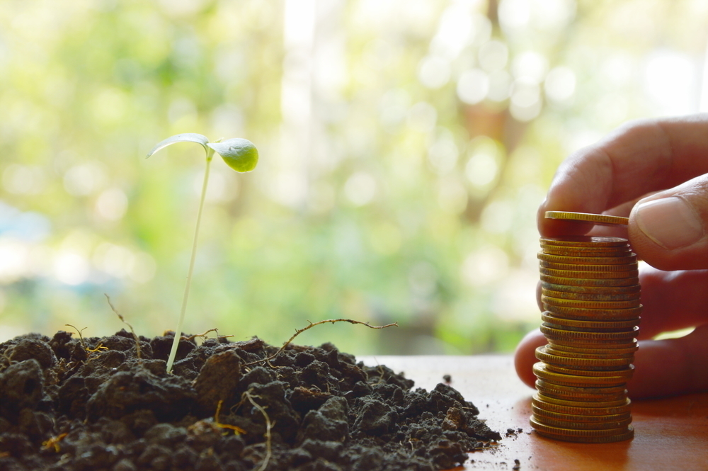 Rozmnażanie roślin to ogromna oszczędność. Jak się do niego zabrać?