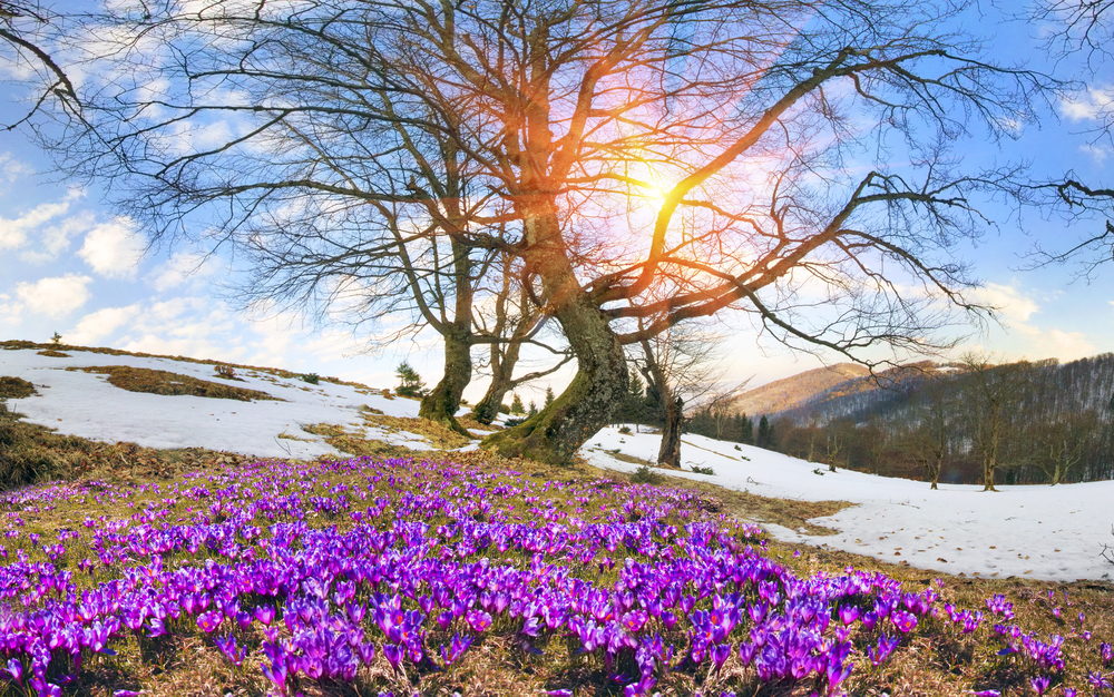 Już wrzesień. Pora na sadzenie w ogrodzie cebulek wiosennych kwiatów.